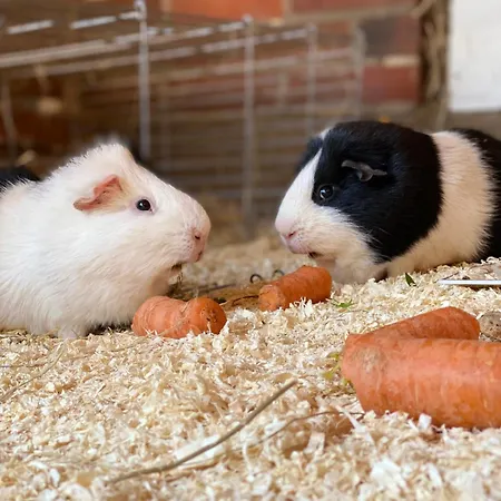 Apartman Wunderschoene Zwischen Bremen Und Hamburg Alfstedt